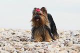 YORKSHIRE TERRIER 404